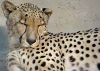 cheetah